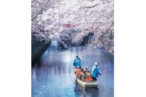 【名古屋駅発】*日帰り昼食付*『水の都おおがき舟下りdeお花見と近江牛鉄板焼きステーキランチ』1